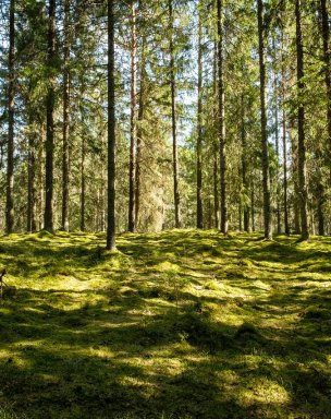 Bідпочинок на природі