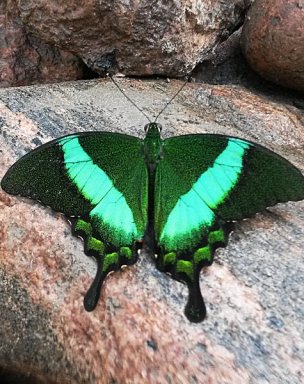 The Tērvete Butterflies