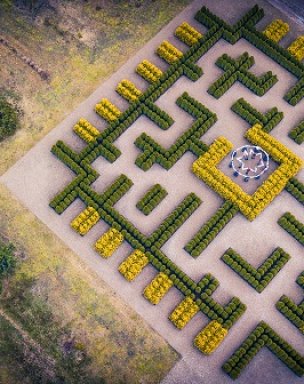 Labyrinth of conifers 
