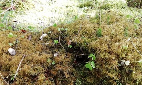 
Ēnāja stāvaine - īpaši aizsargājama sūnu suga, raksturīga avoksnājiem un strautu malām.
