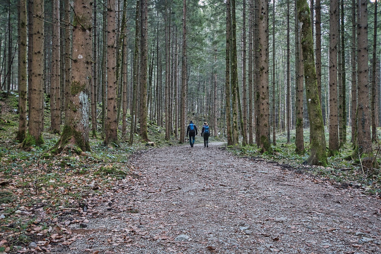 forest 5847658 1280