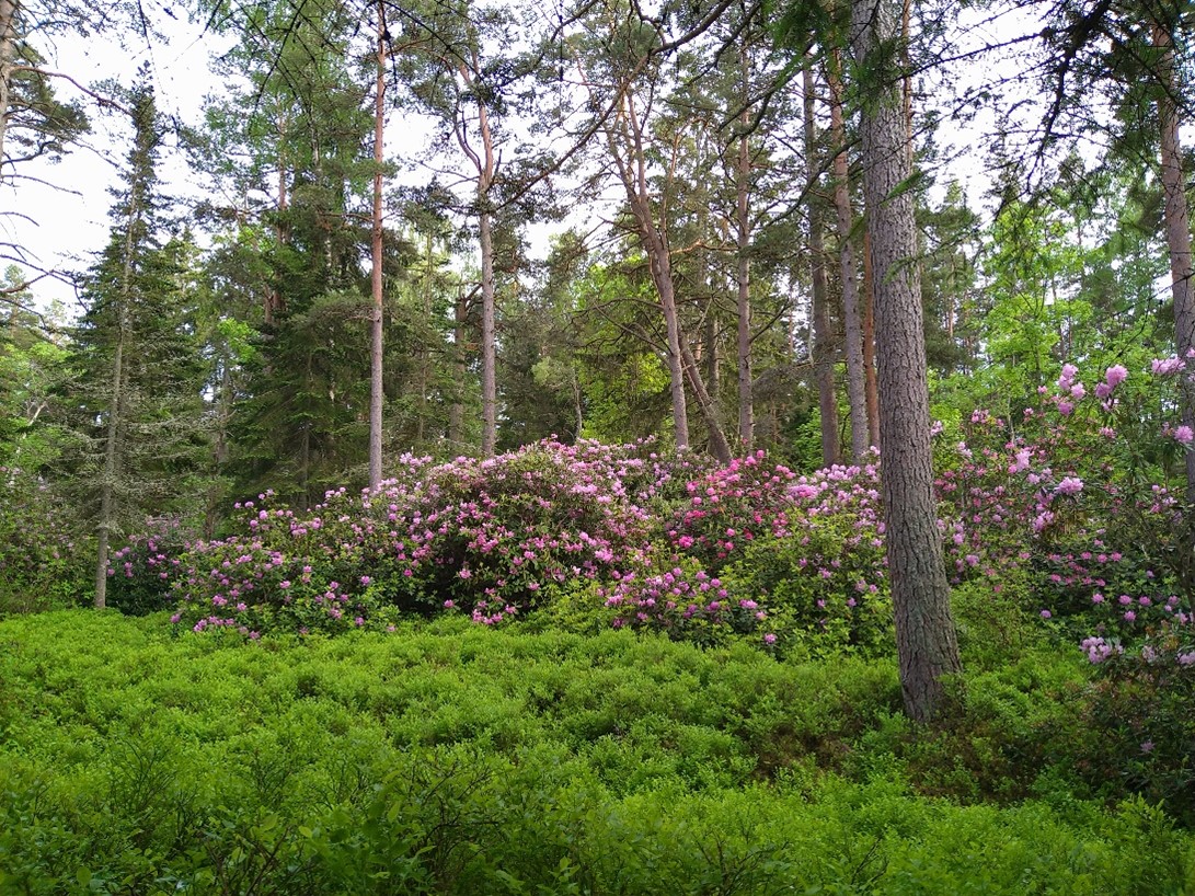 lacupite rododendri