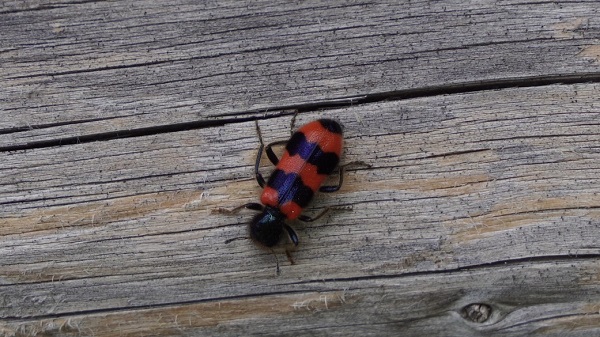 bisu skudrulitis
