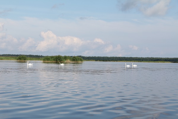 6.Kanieris gulbji