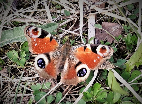 aglais io acainais raibenis