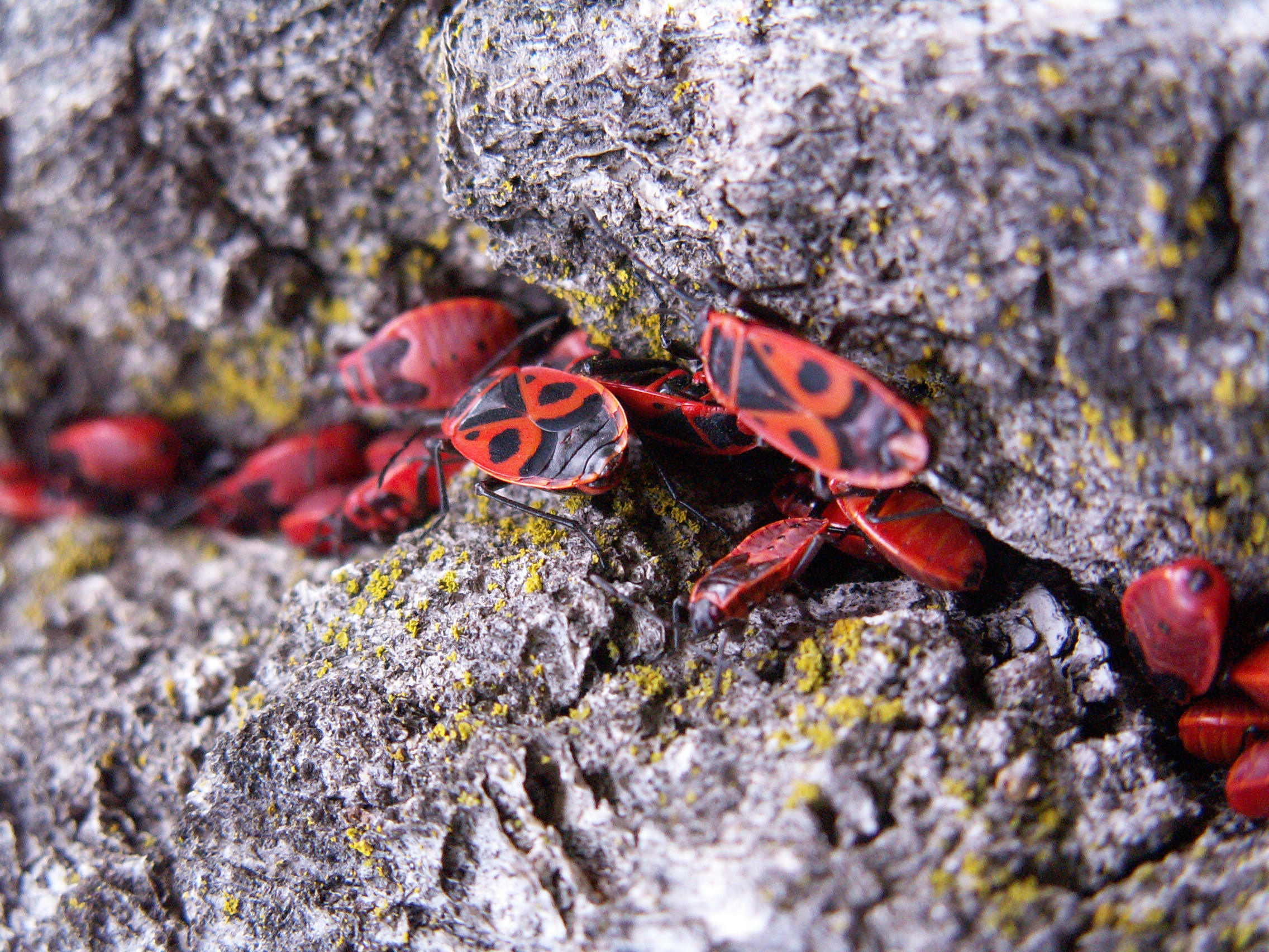 Pyrrhocoris apterus GeoMadona 08 2006 196