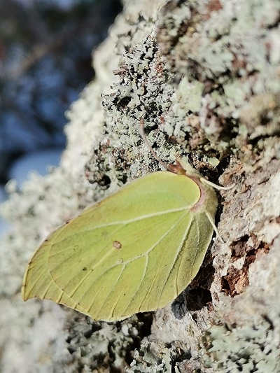 Taurienis 23 03 2021
