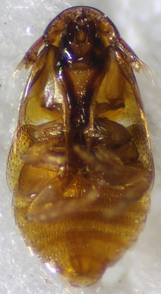 Platypsylla castoris 