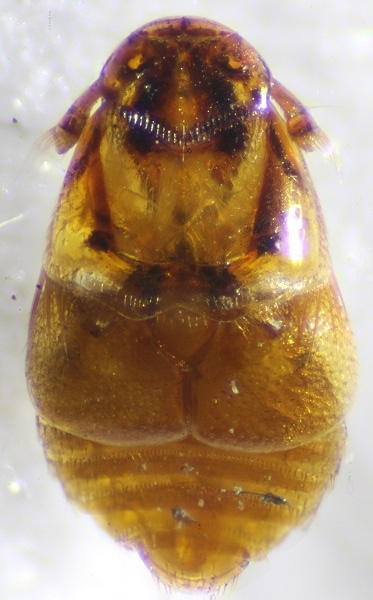 Platypsylla castoris 
