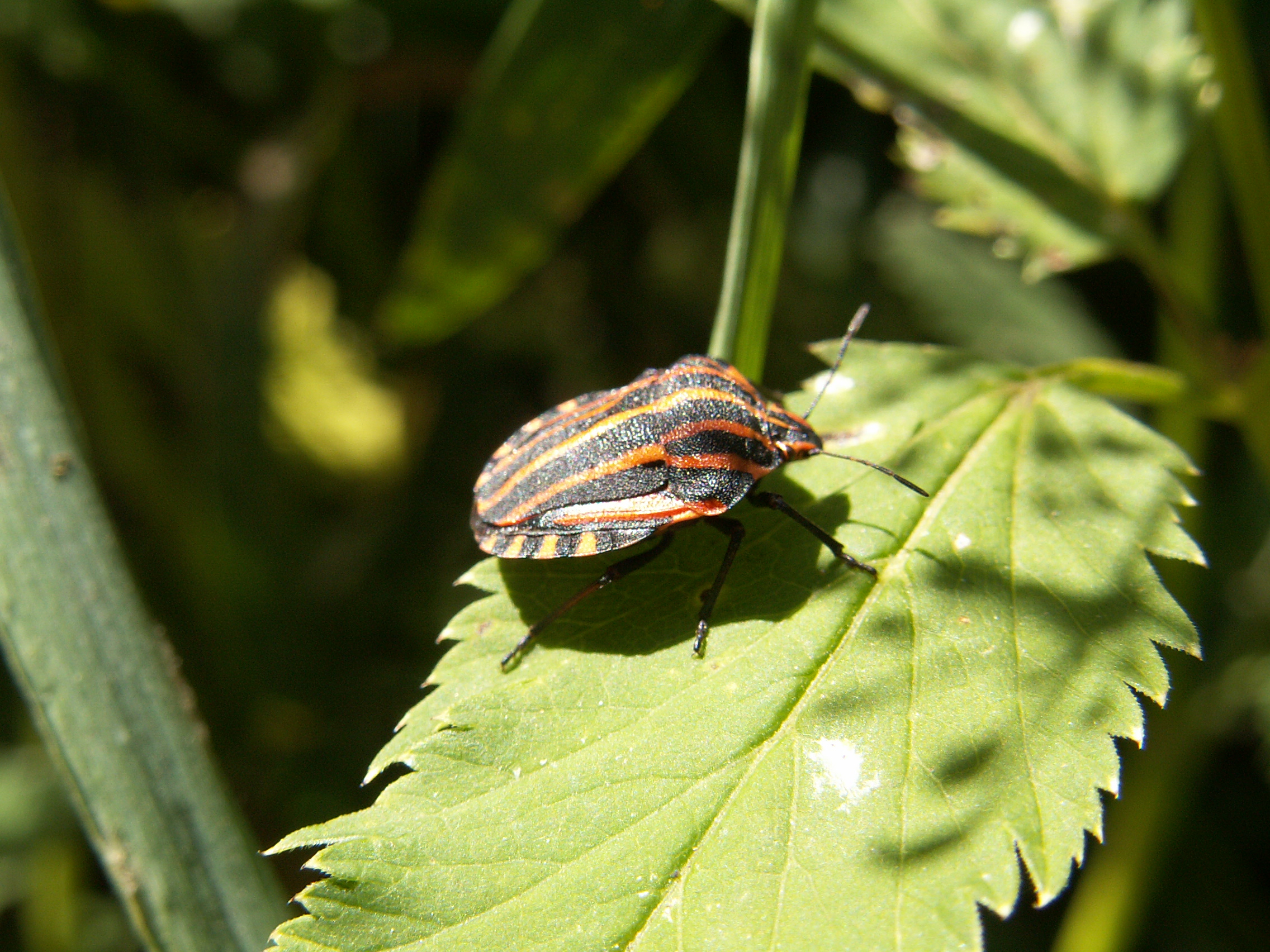 Graphosoma lineatum Latgale28 07 2006 056