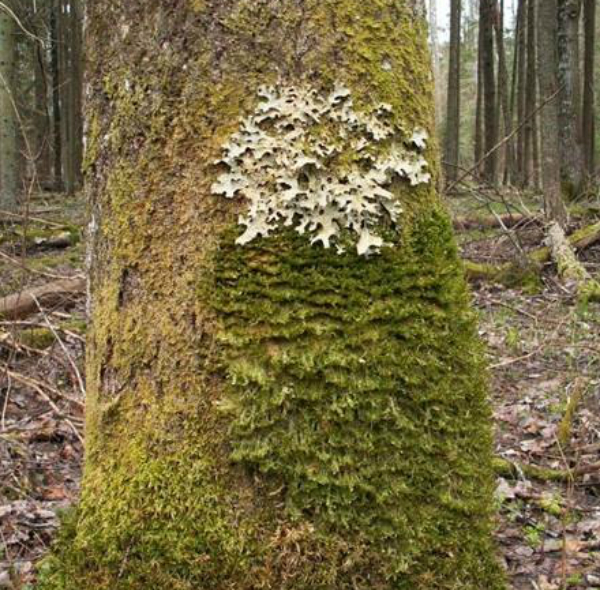 parastais plauskerpis mammadaba