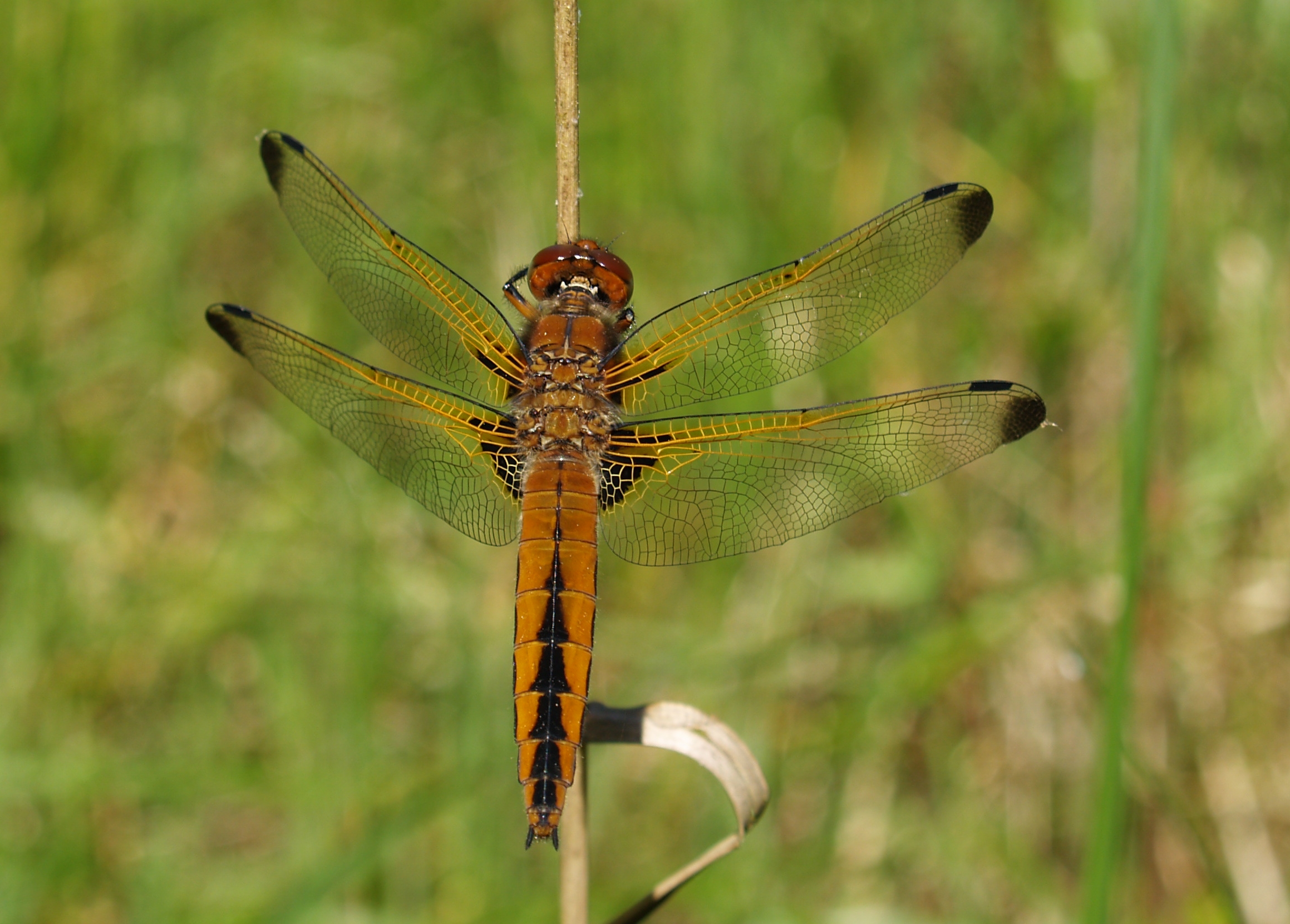 8 Sympetrum sanguineum NBEC Lietuva 082010 225