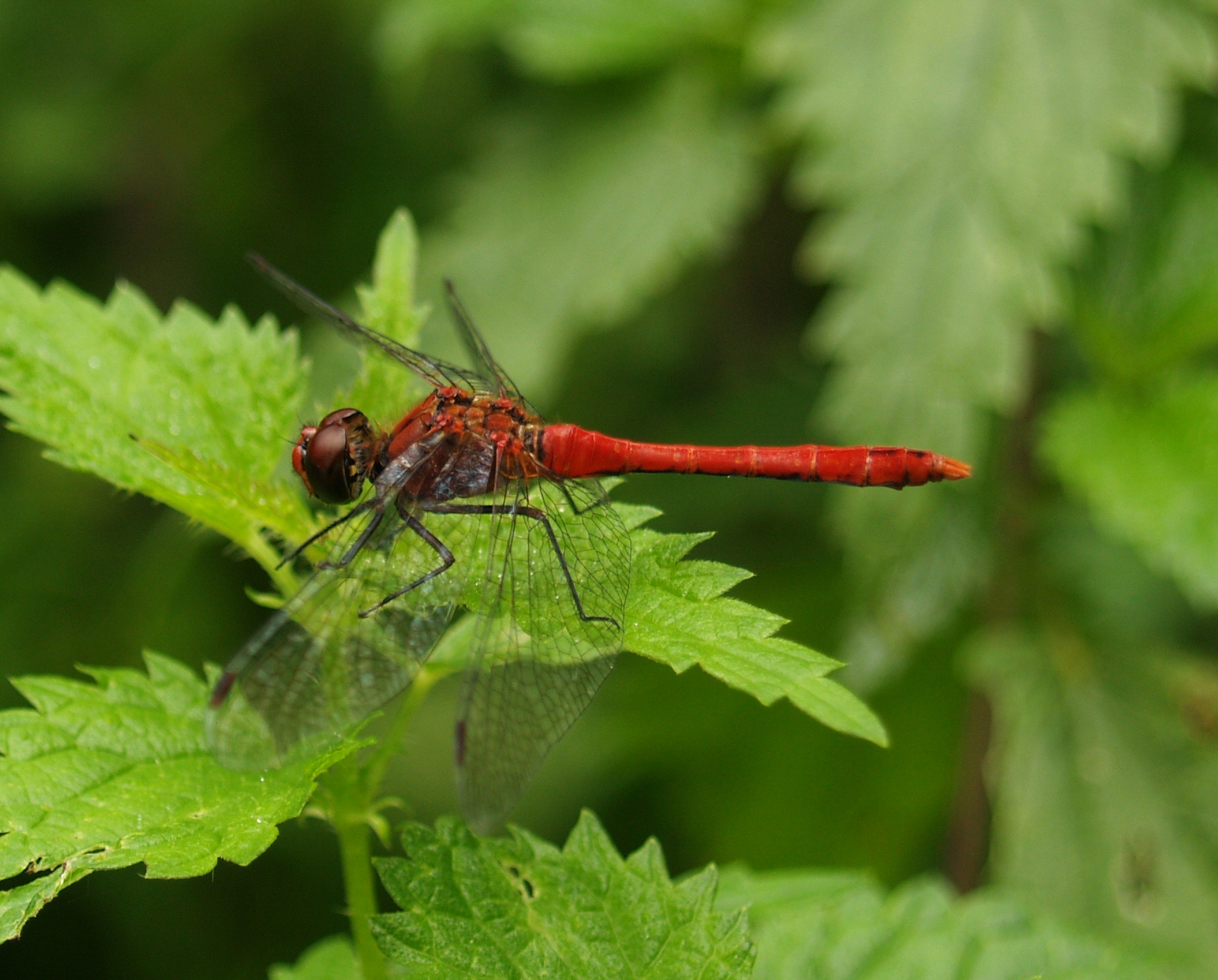 8 Sympetrum sanguineum NBEC Lietuva 082010 225
