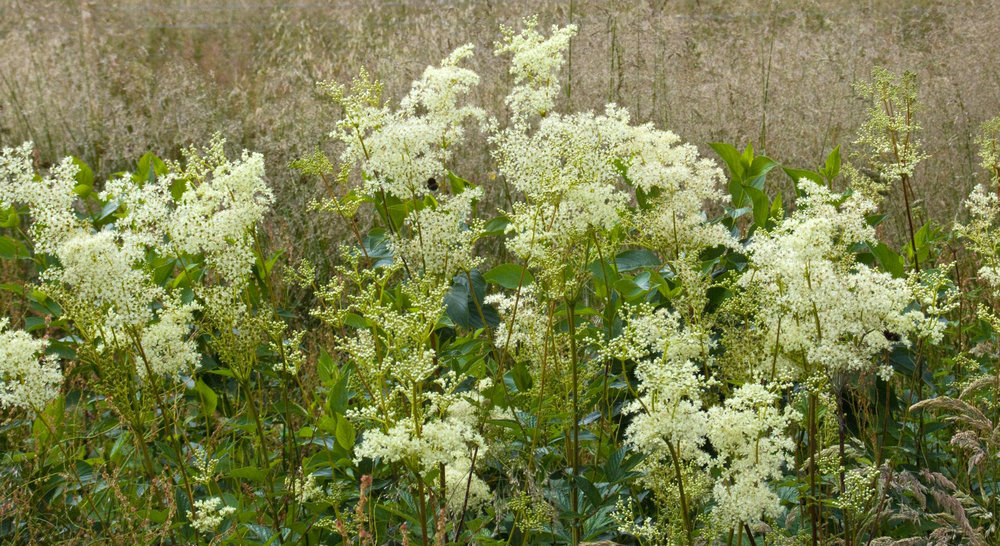 filipendulaulmaria