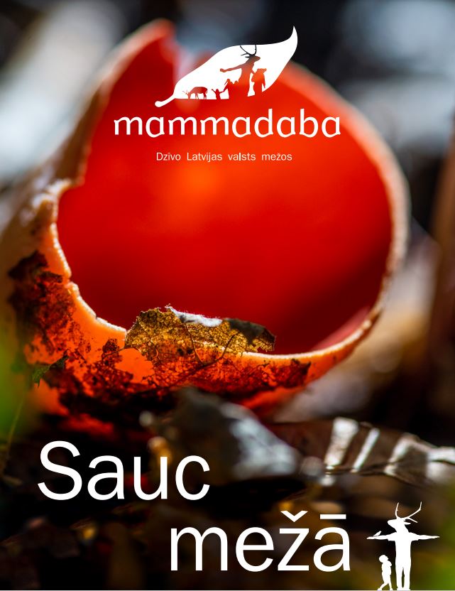 Sauc meža